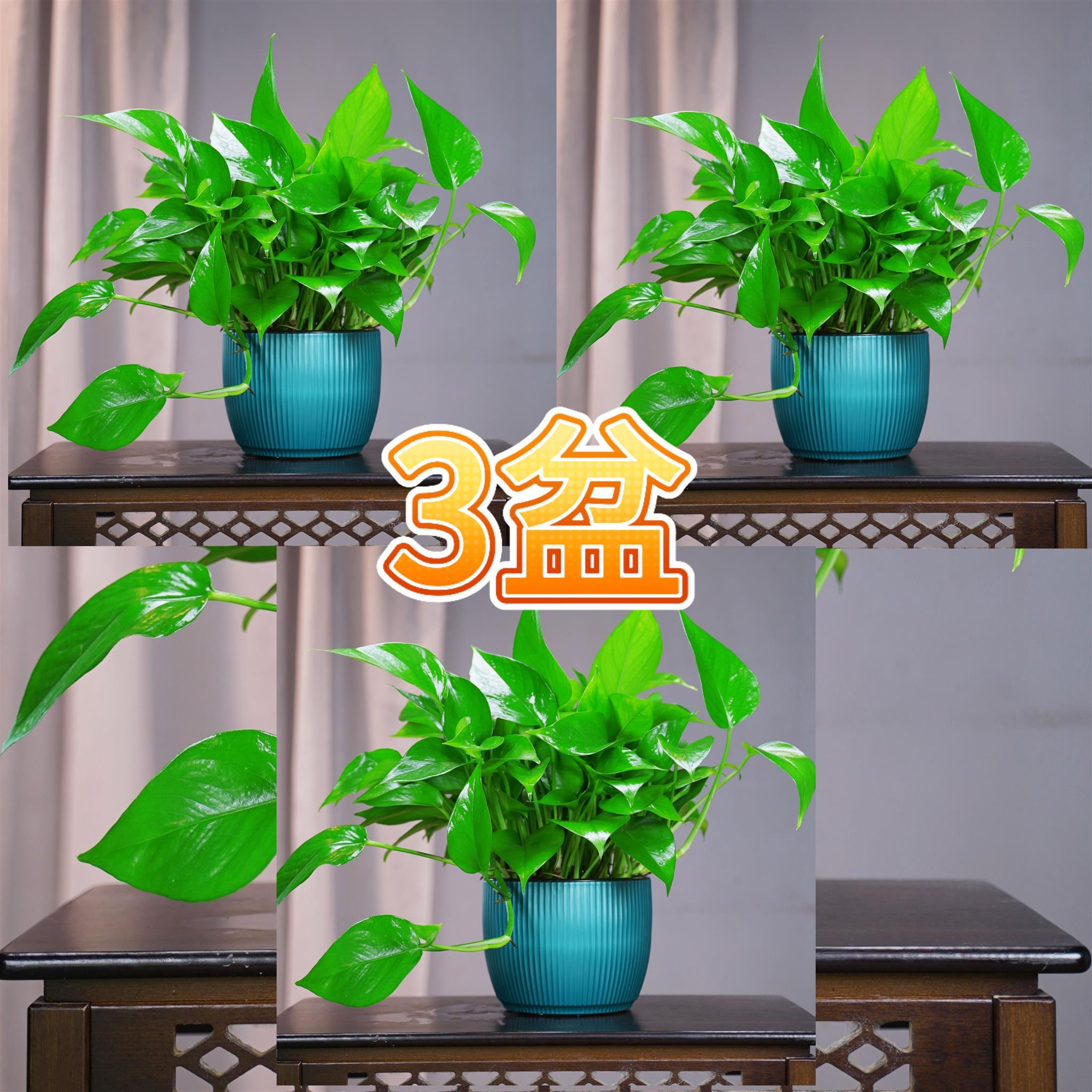 绿植盆栽室内直播绿萝四季常青好养易活大叶绿萝净化空气水培
