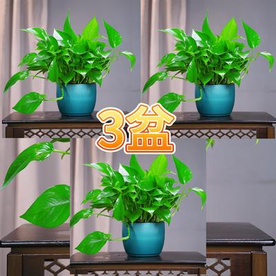 绿植盆栽室内直播绿萝四季常青好养易活大叶绿萝净化空气水培