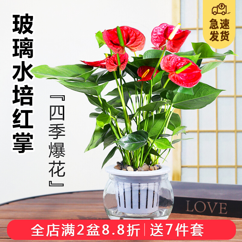 红掌盆栽室内水培植物四季好养花卉鸿运当头盆栽办公室开花绿植