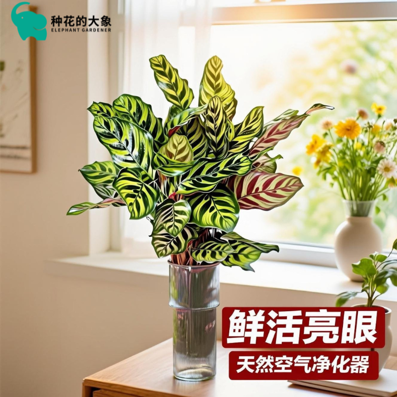 孔雀竹芋水培盆栽室内客厅桌面观叶耐阴好养易活常青孔雀开屏绿植