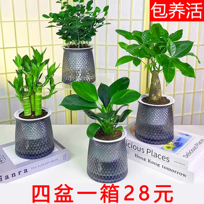 水培绿植四件套】发财树袖珍椰子金钻九里香栀子花桌面小盆栽植物