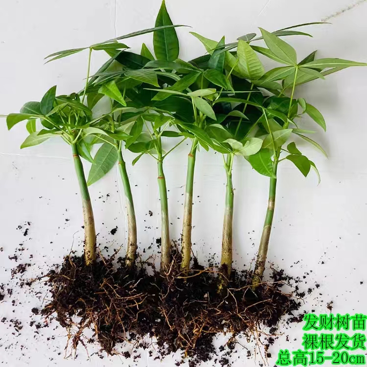 发财树办公桌净化空气好养