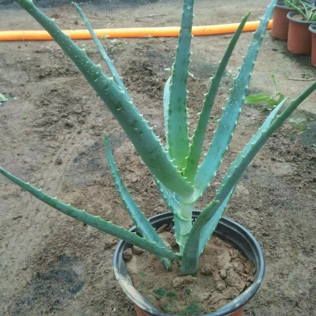 绿植花卉木立芦荟盆栽龙爪菊多肉植物美容药用芦荟净化空气吸甲醛
