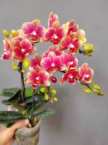 【带花剑】金蝶蝴蝶兰盆栽3.0寸杯室内好养花卉绿植