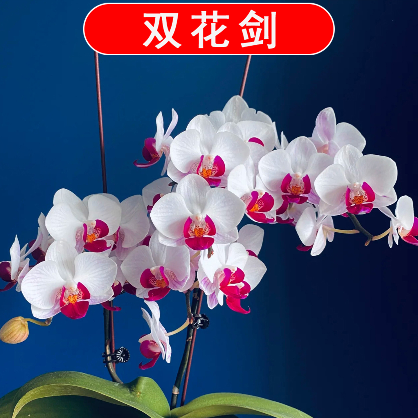 【双花剑】貂蝉蝴蝶兰盆栽带花剑2.8寸杯粉色小花蝴蝶兰爆花机器