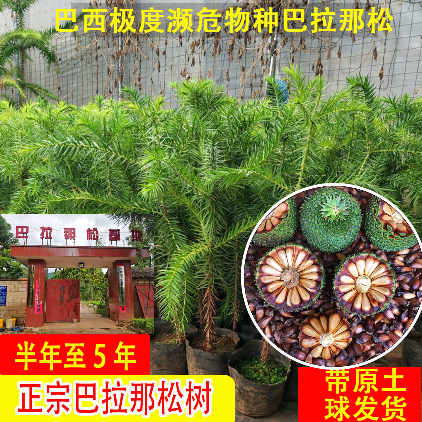 巴拉那松子树种苗正宗巴西进口大拇指松子树云南种植基地直发树苗