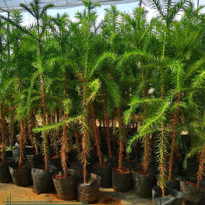 巴拉那松树苗大拇指松子果苗盆栽南北方地栽庭院四季种植巴拉那松