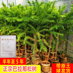 巴拉那松树苗正宗巴西进口树种大拇指松子树云南种植基地直发树苗