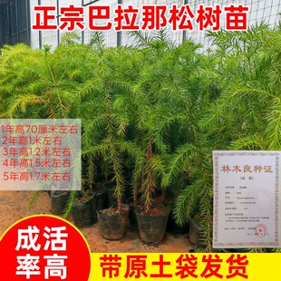 巴拉那松树苗正宗巴西进口树种大拇指松子树云南种植基地直发树苗