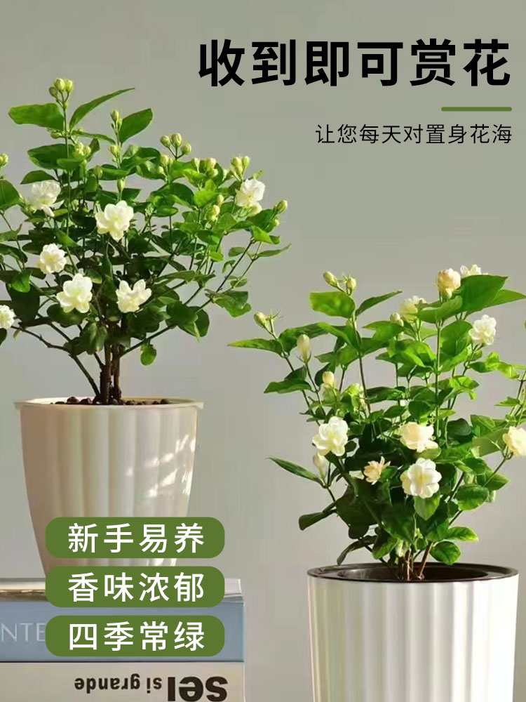 茉莉花盆栽植物重瓣双色茉莉苗室内花卉绿植白栀子花四季开花不断