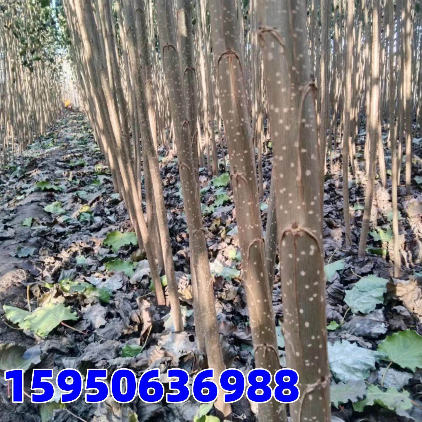 白杨树苗107速生杨3804无絮杨中华红叶杨河堤道路绿化苗占地拆迁