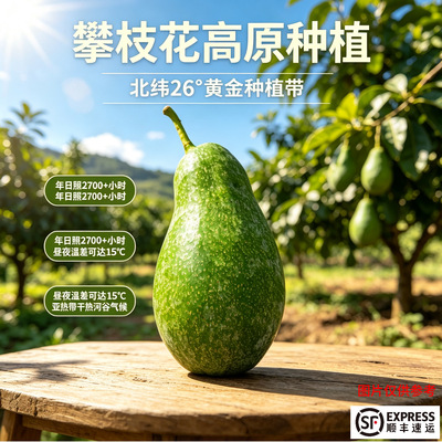 攀枝花长颈牛油果现摘顺丰包邮