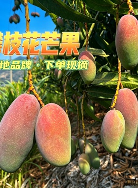 贵妃芒 攀枝花沙地贵妃芒果 高山核心产区 现摘新鲜水果 顺丰包邮