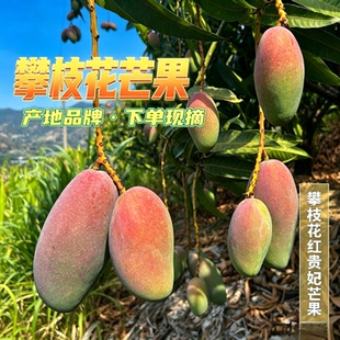 贵妃芒 攀枝花沙地贵妃芒果 高山核心产区 现摘新鲜水果 顺丰包邮