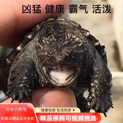 佛鳄龟北美小鳄龟鳄鱼龟乌龟原种