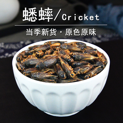 蟋蟀中药材静萱正品新货
