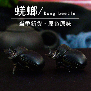 蜣螂中药材静萱正品蜣螂虫干货屎壳郎推粪虫大将军虫非野生蜣螂粉