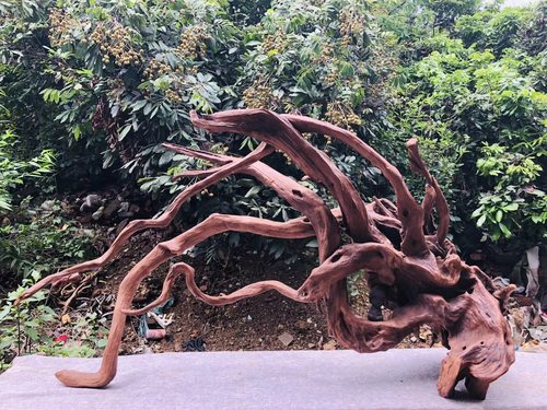 天然紫柚树桩拱桥沉木鱼缸造景