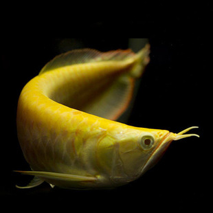 红眼白子黄化银龙鱼 中大型风水鱼活体热带观赏鱼