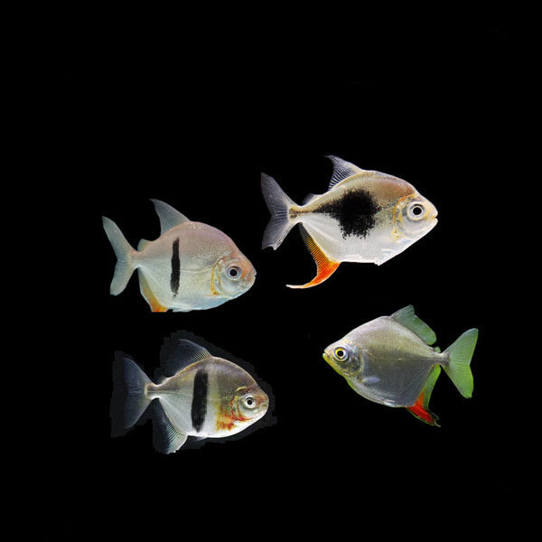 银版粗线鱼 黑桃a 虎纹银板鱼 金古银古鱼 龙鱼配鱼 吃残渣观赏鱼