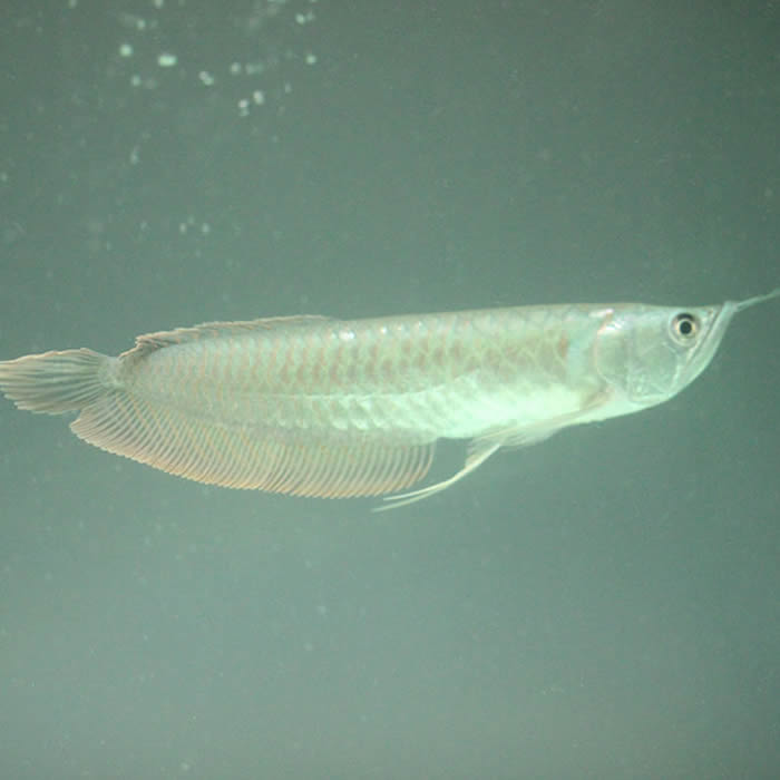 银龙鱼 红眼白子黄化银龙 星点龙 中大型鱼 大银龙 活体 热带鱼