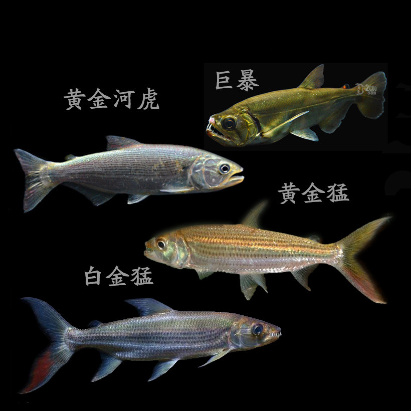 加拉辛黄金猛鱼 黄金河虎 哥伦比亚巨暴牙鱼 泰庞海鲢中层观赏鱼