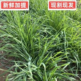 新鲜提摩西草加提现割提摩西鲜草荷兰猪豚鼠兔子龙猫提草高纤维草