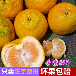正宗瓯柑苦橘温州丑苦柑新鲜农产品水果桔子苦桔欧柑10斤 顺丰