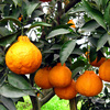 Citrus Fruit tree seedlings Beirut Citrus Orange seedlings Citrus seedlings Orange Seedlings Very ugly person Orange Seedlings