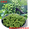 Year results Potted plant Sichuan Pepper Ma pepper Nine Leaves Green pepper Dahongpao Tea Pepper seedlings North plant