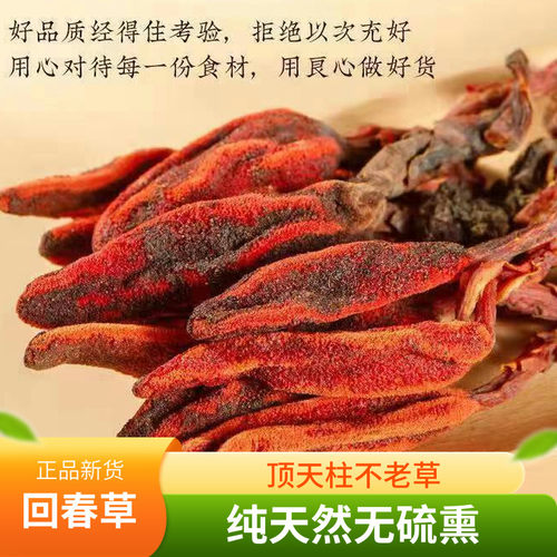 云南顶天柱回春草不老草