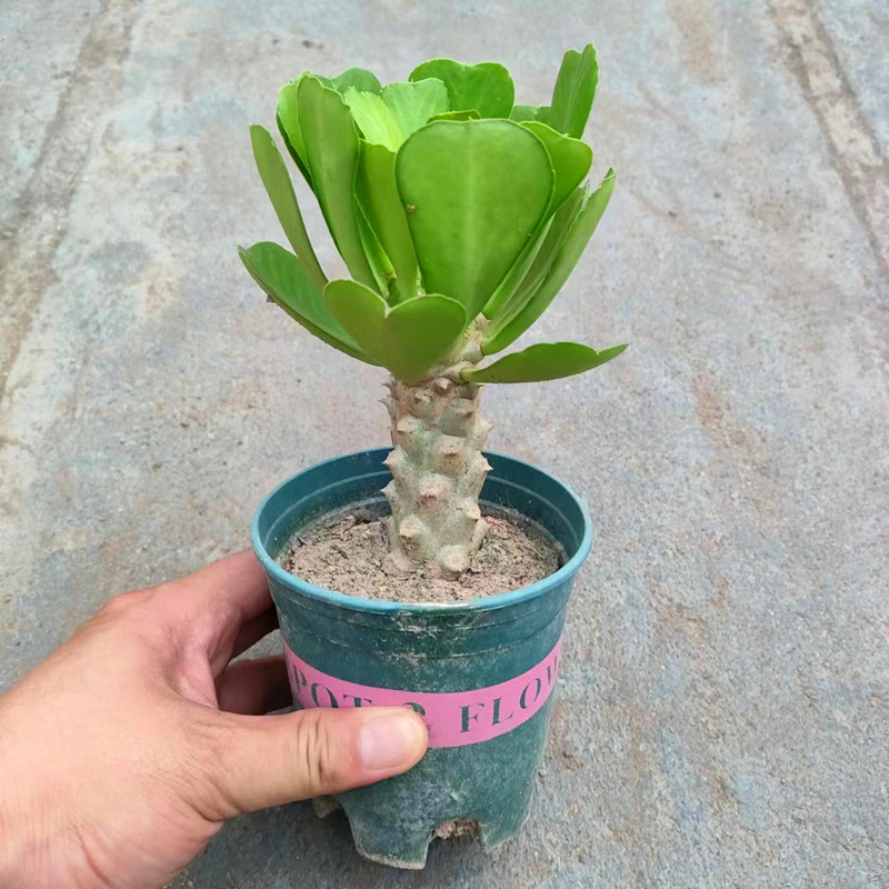 扇贝麒麟植物稀有多肉仙人掌盆栽