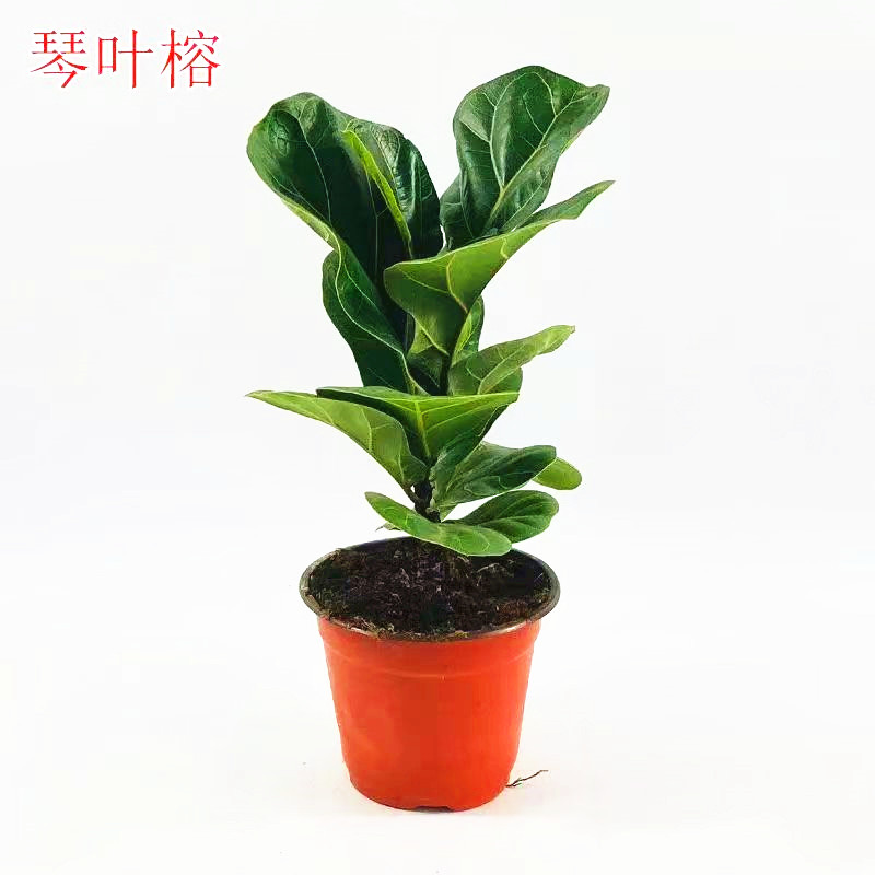 琴叶榕绿植客厅室内净化空气植物
