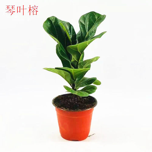 琴叶榕绿植客厅室内净化空气植物