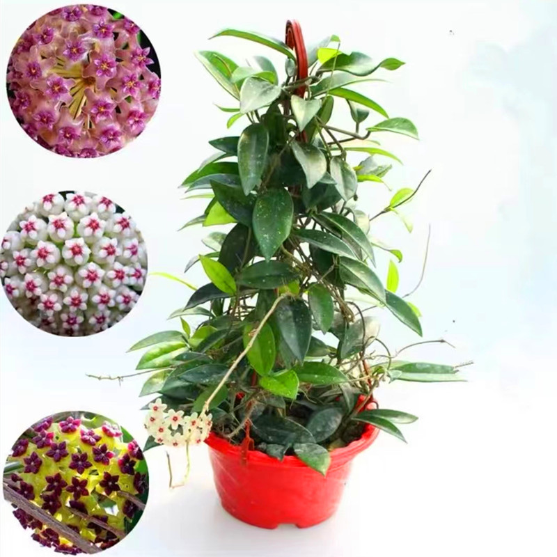 球兰花大苗花卉室内植物花盆栽
