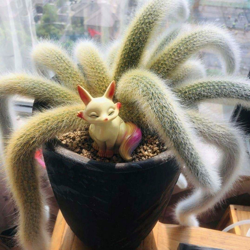 九尾狐多肉植物开花仙人掌猴尾柱