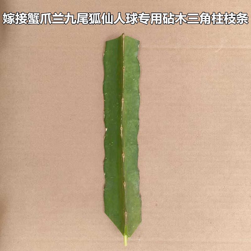 三角柱嫁接蟹爪兰专用仙人掌砧木