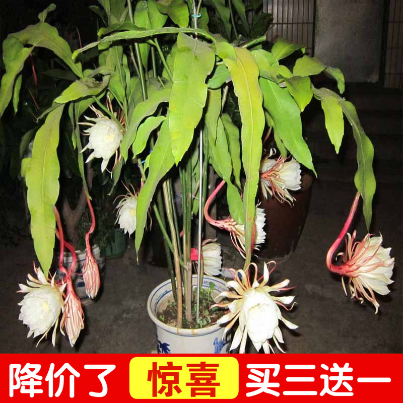 昙花盆栽大苗小叶好养花卉绿植物