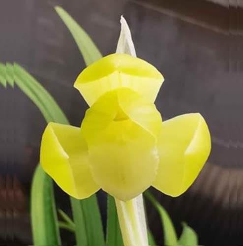 包邮当年开花老种春剑【金黄素荷】兰花苗阳台浓香花卉绿植盆栽