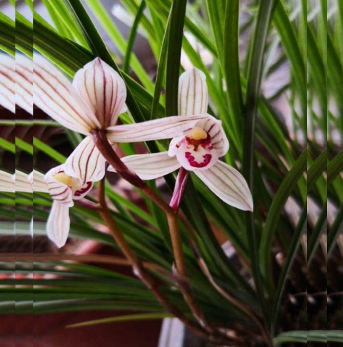 包邮当年开花老种莲瓣兰【荡山荷】兰花苗阳台浓香花卉绿植盆栽