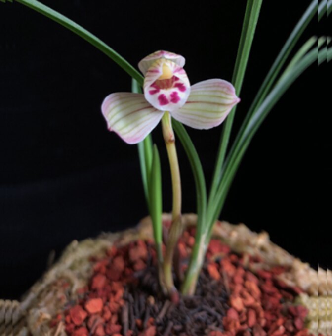 包邮当年开花自然老种莲瓣兰【珍荷】兰花苗阳台浓香花卉绿植盆栽
