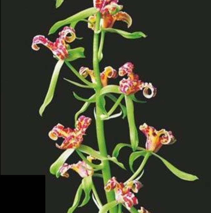 包邮当年开花老种蕙兰【卢氏蕊蝶】兰花苗阳台浓香花卉绿植盆栽