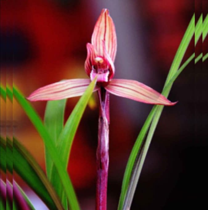 包邮当年开花自然老种春兰【红玉素】兰花苗阳台浓香花卉绿植盆栽