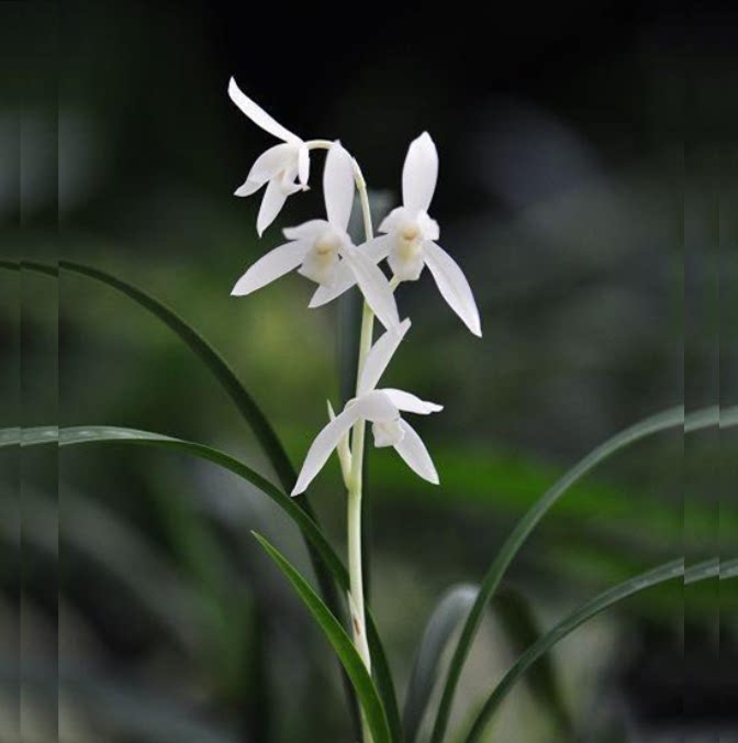 包邮当年开花自然老种莲瓣兰【瑞雪】兰花苗阳台浓香花卉绿植盆栽