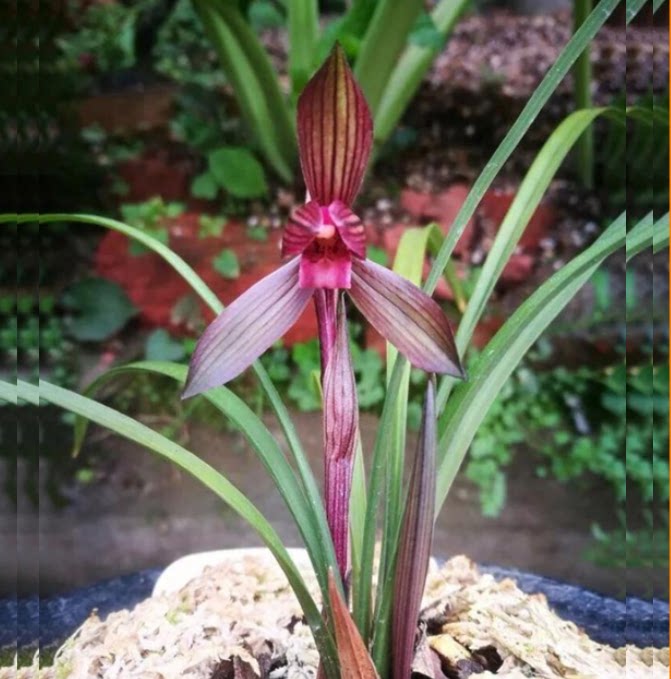 包邮当年开花自然老种春兰【刘三红】兰花苗阳台浓香花卉绿植盆栽