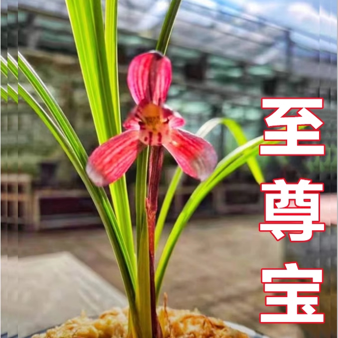包邮当年开花自然老种春兰【红荷】兰花苗阳台浓香花卉绿植盆栽