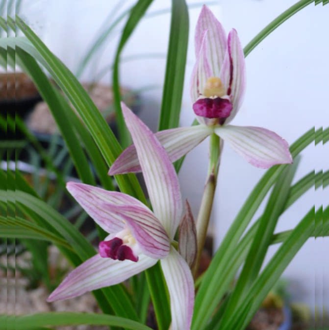 包邮当年开花老种莲瓣兰【小龙女】兰花苗阳台浓香花卉绿植盆栽