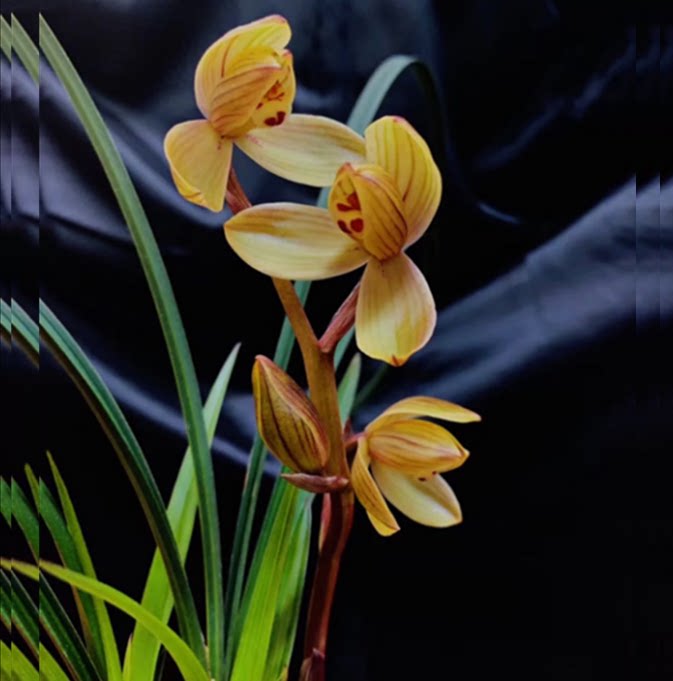 包邮当年开花老种莲瓣兰【四海一馨】兰花苗阳台浓香花卉绿植盆栽