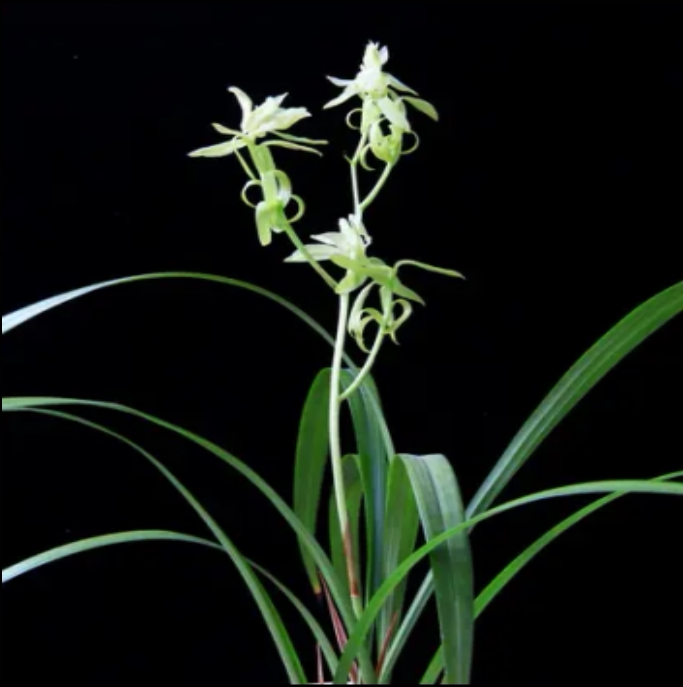 包邮当年开花老种建兰【翠玉牡丹】兰花苗阳台浓香花卉绿植盆栽