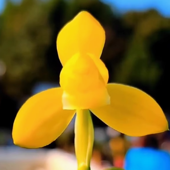 包邮当年开花自然老种春兰【金佛缘】兰花苗阳台浓香花卉绿植盆栽